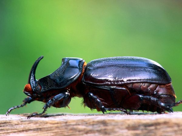 Noshornsbaggar