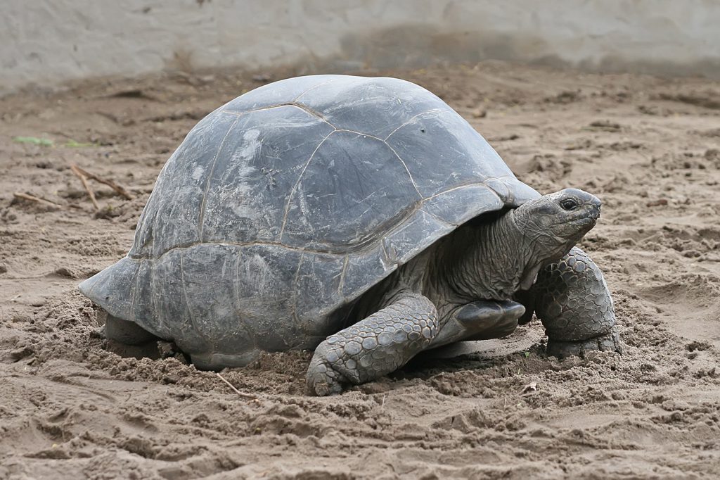Aldabrasköldpadda