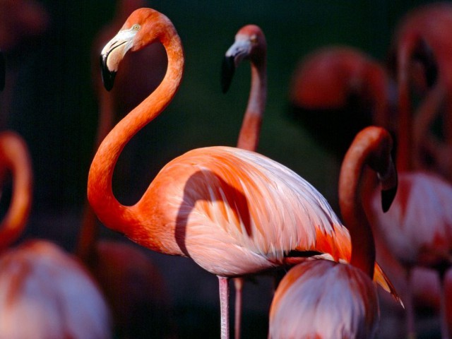 Större flamingo