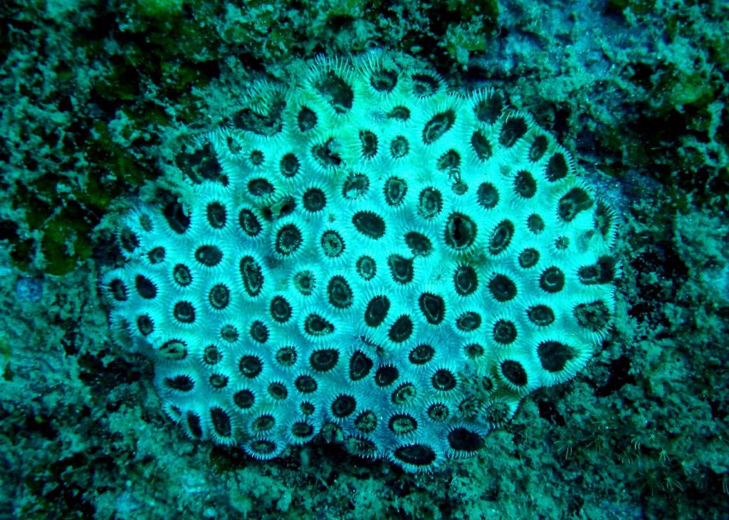 svarta koralldjur